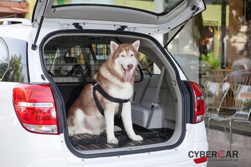 Chở cún cưng bằng Chevrolet Trailblazer