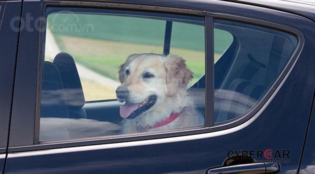 Một con chó ngồi trong xe ô tô