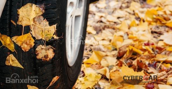 Làm sạch vụn lá cây là cách bảo vệ xe trong mùa thu