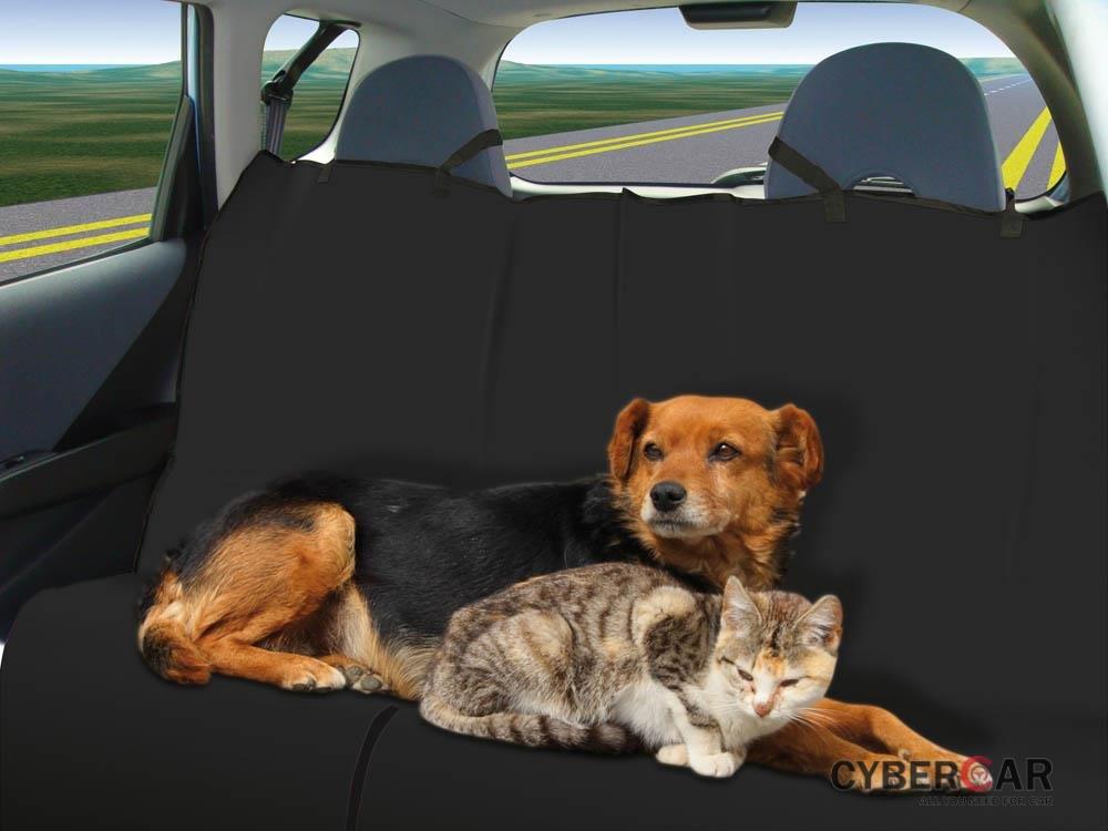 Cách khử mùi hôi của thú cưng trên xe ô tô 2.