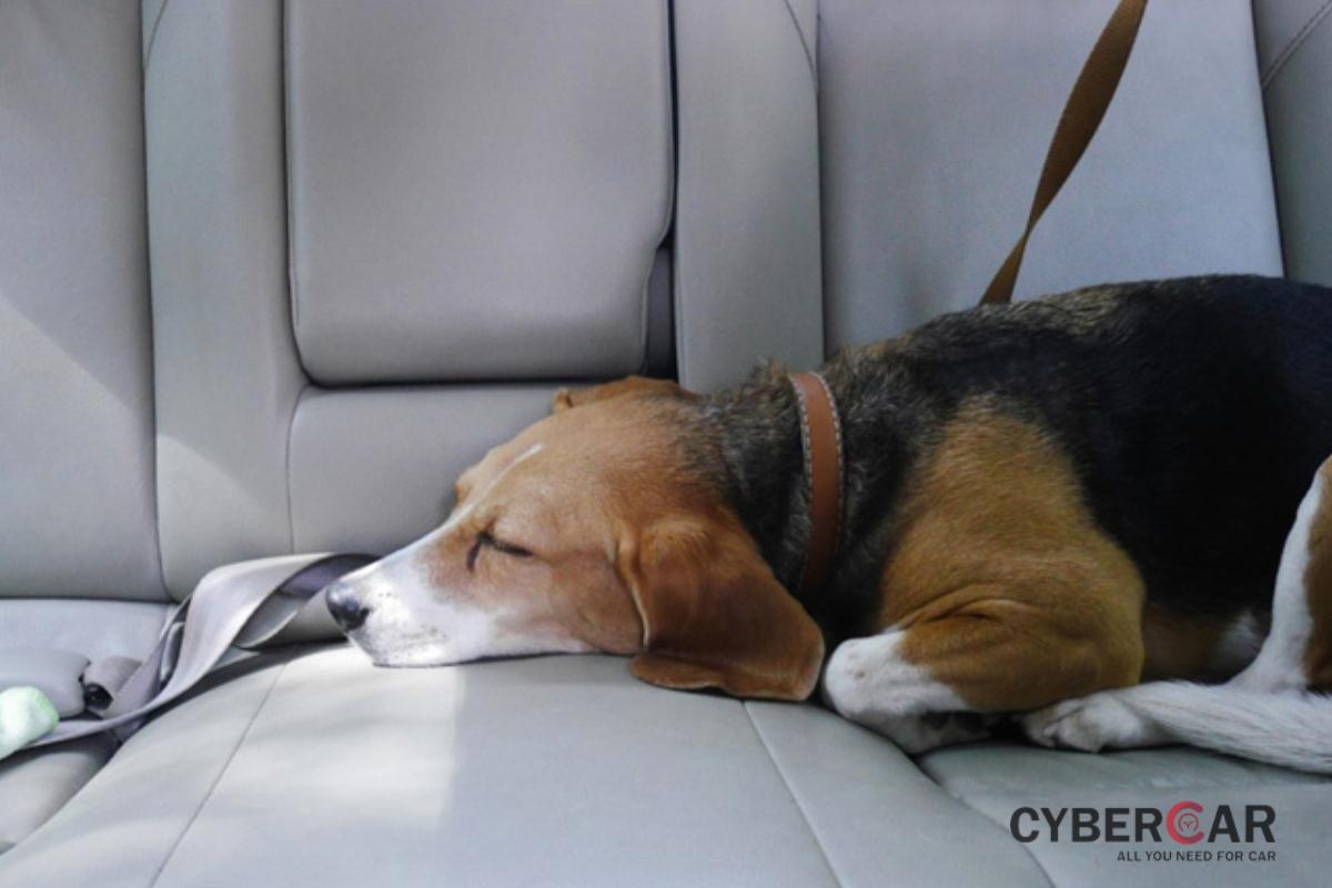 chó ngủ trên xe