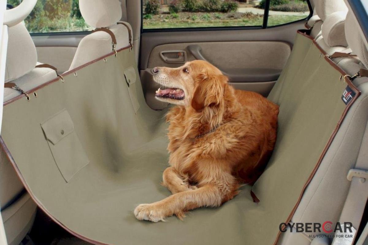 chó trong xe ô tô